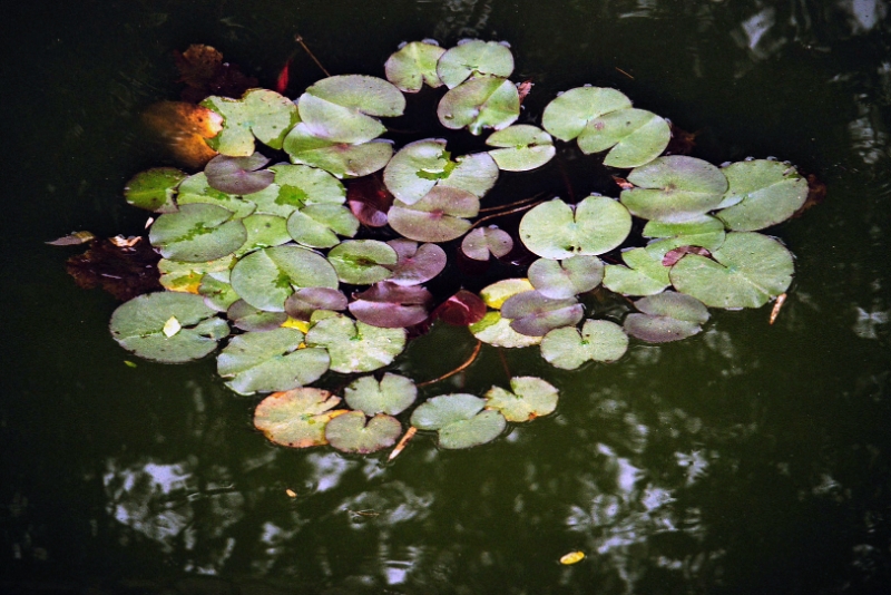 water lilies, Leshan China.jpg